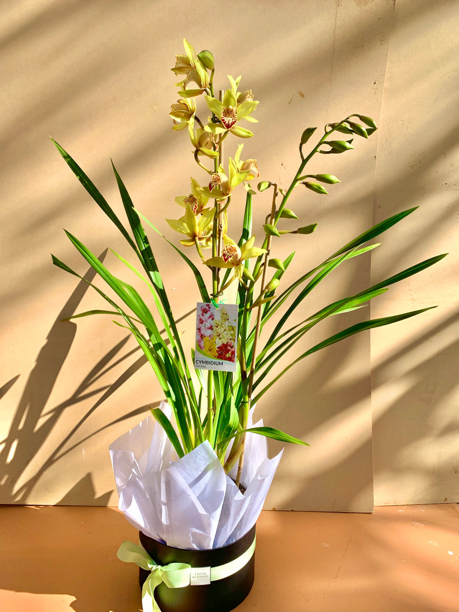 Cymbidium orchid plant
