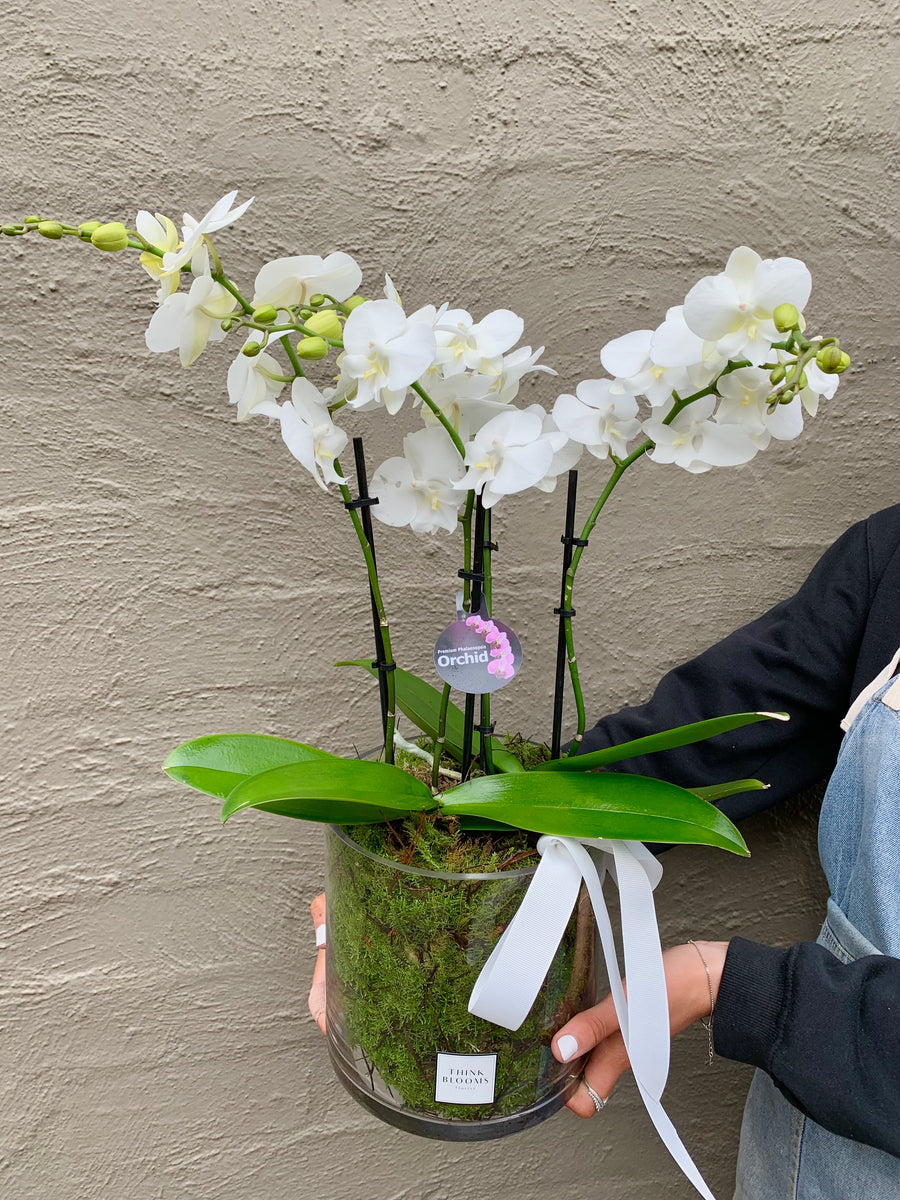 Orchid plant in pot